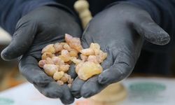 Artvin'de 20 Metrelik Köknar Ağaçlarından Toplanan Çam Sakızının Kilosu 10 Bin Liraya Ulaşıyor