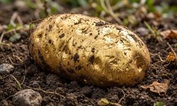 Avustralya'da amatör defineci topraktan 1,2 kilogram altın külçesi çıkardı