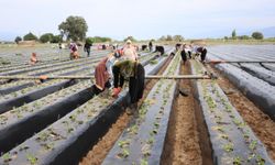 Aydın'da çilek üreticileri yeni sezon için tarlaya çıktı, işçi sıkıntısı yaşanıyor