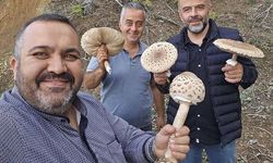 Beyşehir'de Yağışların Ardından Doğal Güz Mantarı Bereketi Yaşanıyor