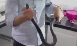 Çıplak Ellerle 2 Metrelik Yılanı Yakalamak