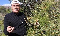 Erzurum Olur'da Alıç Hasadı Başladı, Sirkesi Yıl Boyu Tüketiliyor