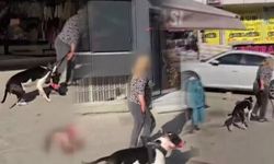 Esenyurt'ta Ağızlıksız Pitbull Sokak Kedisini Parçaladı
