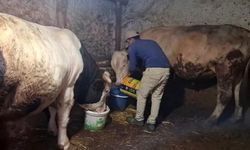Eskişehir'deki 1750 ve 1450 kiloluk danalar Guinness Rekoruna aday
