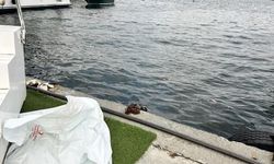 Fatih Cibali Sahili'nde denizde erkek cesedi bulundu