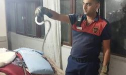Hatay'da yerleşim yerlerinde görülen yılanlar doğal alanlarına bırakıldı