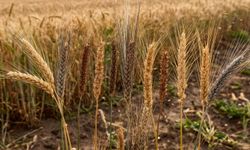 İtalya'da Eski Tohumlar Filizlendirildi, Unutulan Buğday Türü Gündeme Geldi