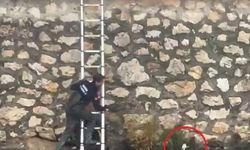 İtfaiye ekipleri dereden kurtardığı yavru kediyi sağ salim teslim etti