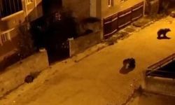 Kars'ta Mahalleye İnen Ayılar Yiyecek Ararken Görüntülendi