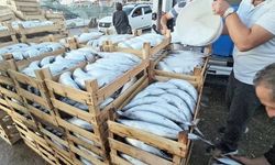 Kastamonu Cide'de palamut bolluğu fiyatları 40 TL'ye kadar düşürdü