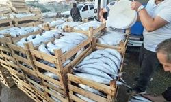 Kastamonu Cide'de Palamut Bolluğu: Kiloluk Balıklar 40 TL'den Satılıyor