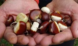 Kastamonu'da Kuzu Kestanesi Hasadı Başladı, Kilogramı 250-350 TL Arasında Satılıyor