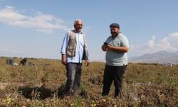 Kayseri'den 20 Ülkeye Kuru Domates İhracatı Yapılıyor