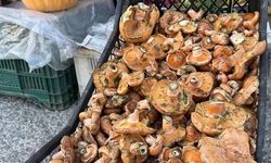 Muğla'da Çıntar Mantarının Kilosu 500 TL'den Satılıyor