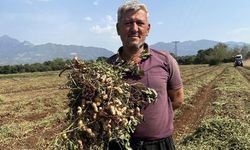 Osmaniye'de yer fıstığı hasadında yüksek verim üreticileri memnun etti