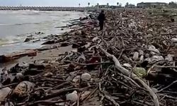 Sakarya Nehri'nden Taşınan Dal ve Çalılar Karasu Sahilinde Birikti