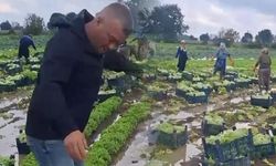 Sakarya'da Sağanak Sonrası Marul Tarlalarında Zorlu Çamur Mesaisi Başladı