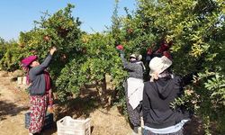 Selçuk'ta Yetiştirilen Hicaz Narında Hasat Başladı, Avrupa Ülkelerine İhracat Yapılıyor