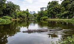 Singapur'da yapay zeka ile oluşturulan sahte timsah görüntüsüne dava açıldı