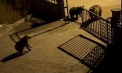 Vatandaş, ormanda ayının yiyecek aramasına tepki gösterdi