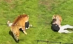 Yorkshire'daki hayvanat bahçesinde Bengal kaplanına giren kişi yaşamını yitirdi