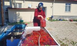 Yozgat'ta Gilaburu Hasadı Başladı, 8 Kilosu 1.000 TL'den Satılıyor