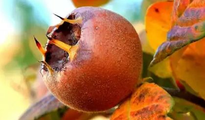 Görüntüsü sizi korkutmasın! Yediğinizde bağışıklığınızı güçlendiriyor