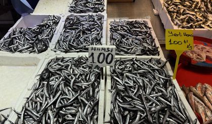 Hamsi ve istavrit 100 liradan satılıyor