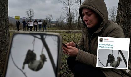 Samsun Tekkeköy'de Kedi Vahşeti: Ağaca Asılan Kedi Sosyal Medyayı Ayağa Kaldırdı