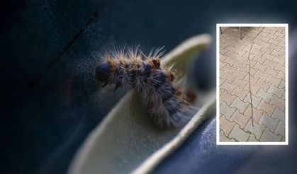 Sancaktepe'de Görüldü: Çam Kese Tırtıllarına Temas Hayati Risk Taşıyor