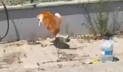 Tekirdağ'da Kedi ile Yılanın Nefes Kesen Mücadelesi Kamerada