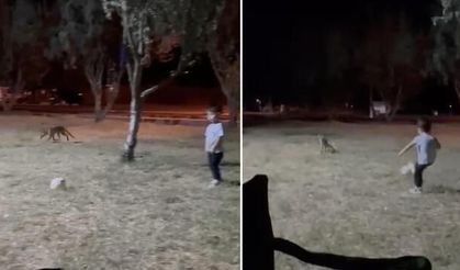 Çanakkale'de minik çocuğun topunu tilki böyle çaldı