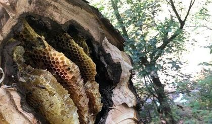 Erzincan'da Ağaç Kovuklarındaki Doğal Balın İzinde Bal Avcıları