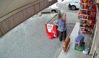 İzmir'de Pitbull Saldırısı: 5 Çocuk Annesinin Parmağı Koparak Kurtuldu