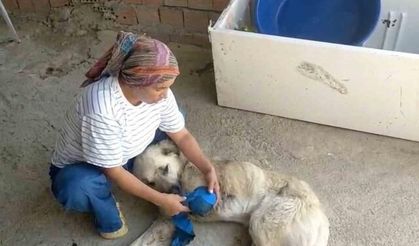 Serik'te Çoban Köpeğine Silahlı Saldırı: Yardımcı Köpek Sakat Kaldı