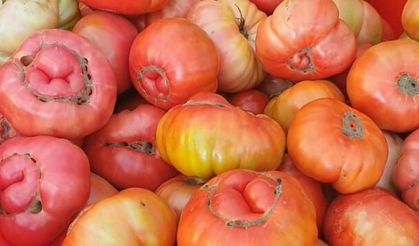 Elazığ'da Ata Tohumu Domatesler 1,2 Kilograma Ulaşıyor
