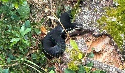 Sakarya Hendek'te Baran Engereğiyle Karşılaşan Mantar Toplayıcıları Görüntüledi