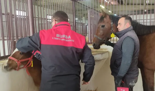 Tay tescil işlemleri Bursa'da sürüyor