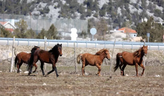 Yılkı atları için doğaya saman bırakıldı