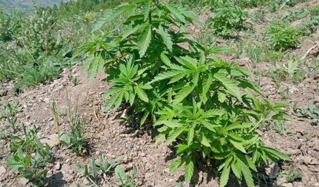 Bingöl'de kenevir ve kaçak tütün ele geçirildi