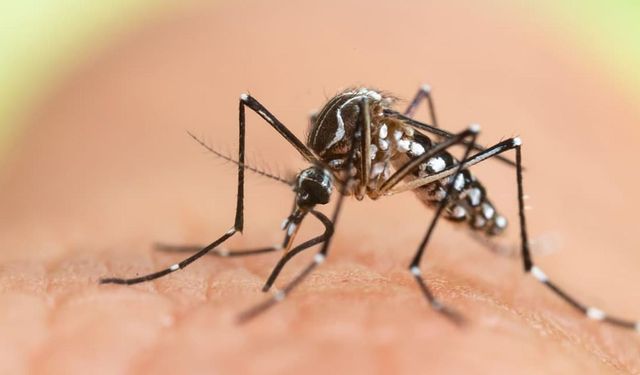 Keneden sonra yeni virüs uyarısı! Chikungunya'dan korunmak için bunları yapın