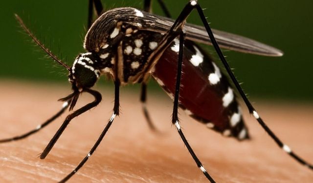 Prof. Dr. Özlü'den ‘Chikungunya’ virüsü açıklaması: Yakın bir tehdit söz konusu mu?