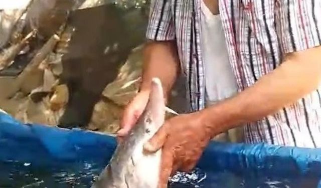 Elazığ'da oltaya takıldı! Havyarı servet değerinde: Tekrar suya bırakacağım