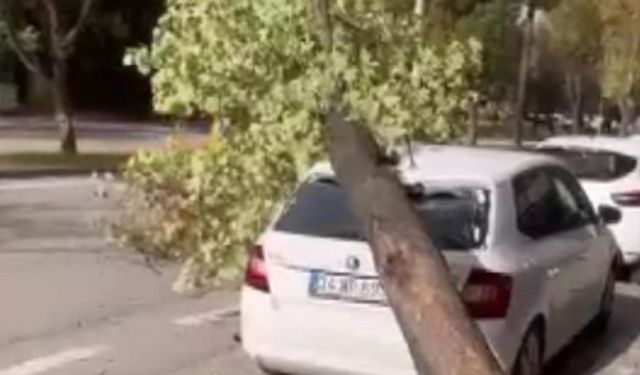 Bursa'da lodos: Otomobilin üzerine ağaç devrildi, o anlar kameraya yansıdı