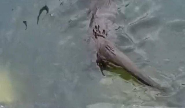 Küçükçekmece'de su samuru görüntülendi