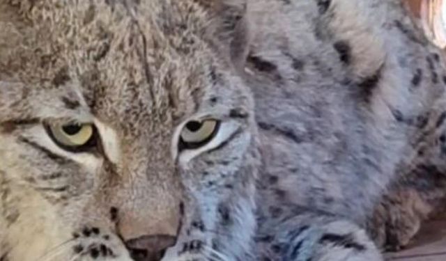 Su kanalına düşen vaşak kurtarılıp, bakıma alındı