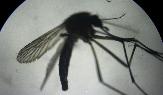 Hong Kong'da kırmızı alarm... Chikungunya ateşi endişesi!