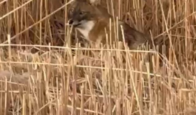 Sultan Sazlığı Milli Parkı'nda çakal görüntülendi