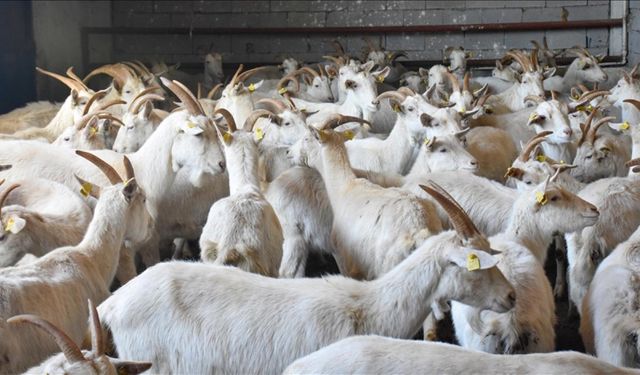 TİGEM 350 reforme keçi satacak