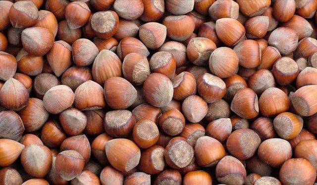 Trabzon'un 10 aylık fındık ihracatı 500 milyon doları aştı